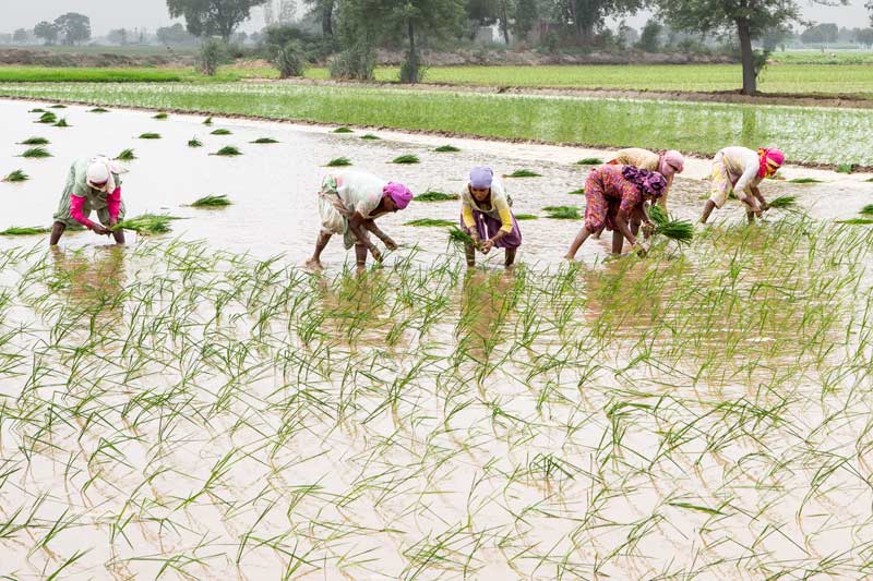 Paddy transplantation in Punjab, enabled by irrigation water from a rich canal network emerging from the perennial rivers of the Indus system